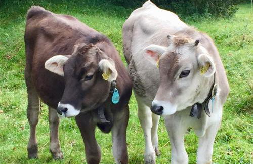 Bergluftsuite am Breitenberg - Foto 31