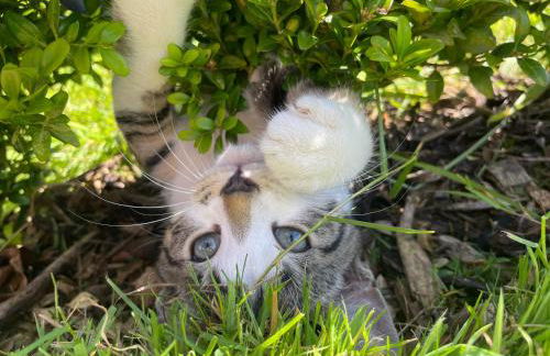 Winstitchen Cottage situated near the River Barle - Foto 46