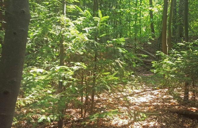 Forest-edge Braunlage Home - Foto 29