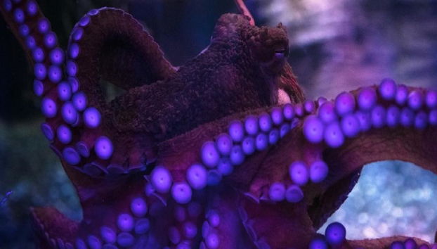 SEA LIFE - Billet - Photo 5