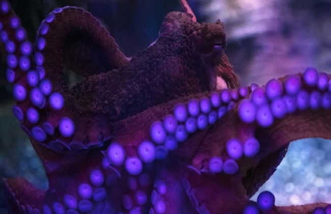 SEA LIFE - Billet - Photo 5