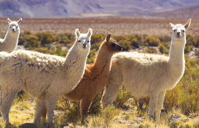 Salta, Jujuy e Tucumán em 7 dias - Foto 7