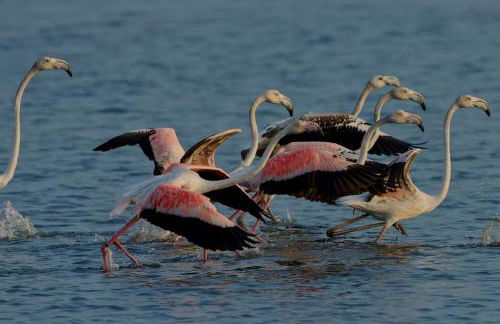 Bird’s Home - Foto 80