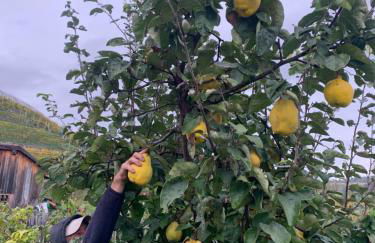 Weingut Griesserhof - Foto 24