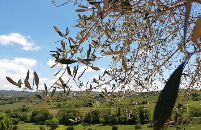 Agriturismo Le Piccole Macie - Photo 44