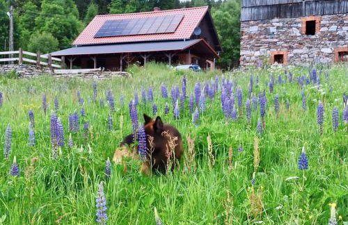 Chata nad Dziką Orlicą z jacuzzi - Foto 58
