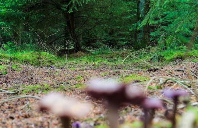 4 Person Holiday Home in Hovborg-by Traum - Foto 20