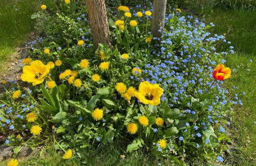 Ferienhaus Wietsche - Foto 14