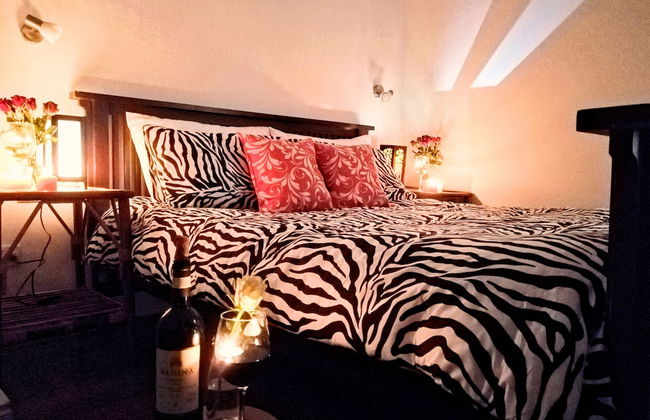 Maltese Maltese - Foto 15