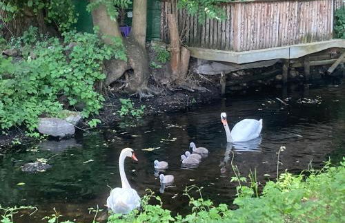 Modernes Gartenatelier am Mühlenfließ - Foto 8