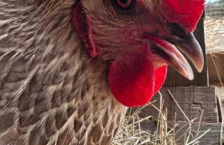 Agrotur Fenix - Foto 27