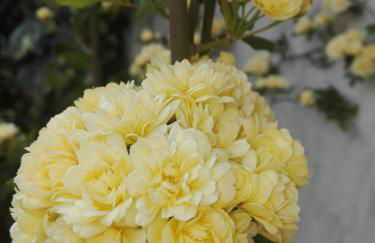 Lar Toxiño - Foto 2