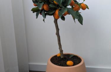 Apúlia Beach Avenue - Foto 13