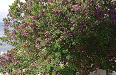 The lodge guest house - Foto 33