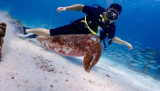 Contemplando exóticas especies marinas