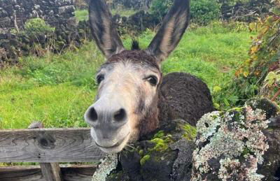 Casinha Kevin - Photo 27