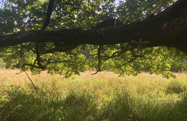 1 Bed 17th Century Stone Cottage in Rural Devon - Foto 16