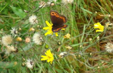 Ferienwohnung Bodenmais am Silberberg - Photo 31