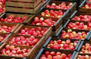 Ferienhof Hopfgärtle Müller - Foto 15