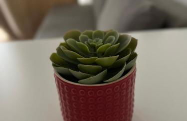 Estrela da Almada Mascarenhas - Foto 59