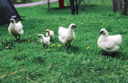 Charming Yurt Rental Nestled in the Forest near Friendsville, Maryland - Foto 23