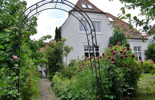 Rittersporn - Foto 16