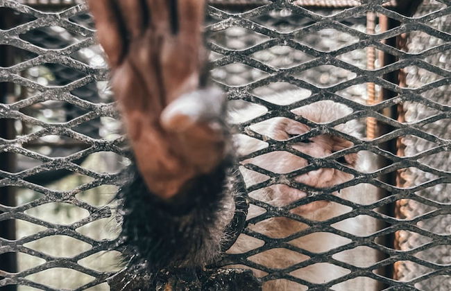 Quinta Pavo Real Complex by Acomodo - Foto 57