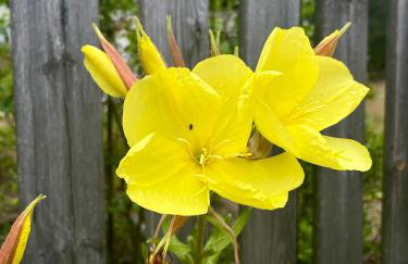 Leśne Siedlisko Wygonin - Foto 25
