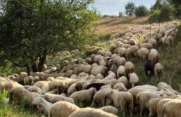 Chaty Jagi - Photo 36