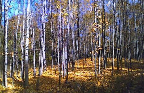 Extraordinary Private Retreat Near NYC - Foto 54