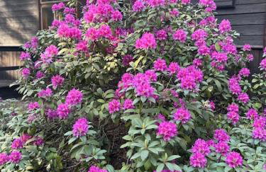 Leśna Chata Arciechów - Foto 27