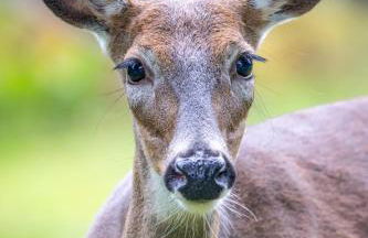 Waterfront Secluded Log Cabin - Foto 49