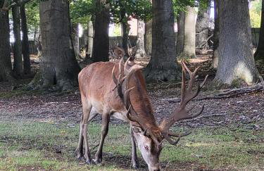 Ferienwohnung Sternschnuppe - Foto 19