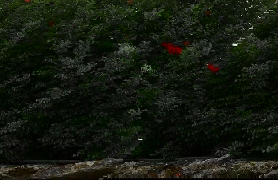 Casa D'Aman - Foto 10