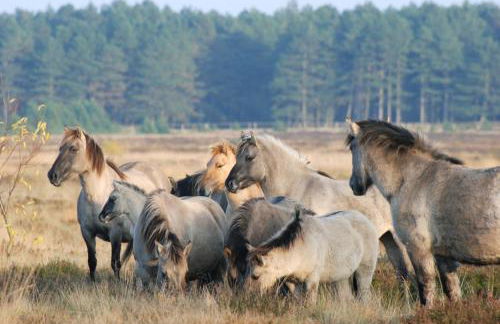 Küstenhaus Silbermöwe - Foto 26