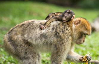 Sehr beliebt! Ferienhaus zur Donau - Foto 40