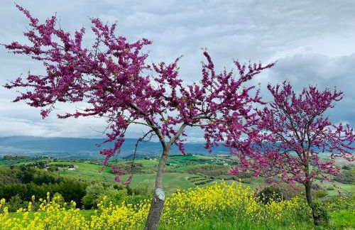 La casa del timo - The house of thyme - Foto 8