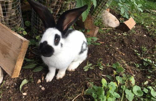 Vorderponholz Ferienwohnungen - Foto 23