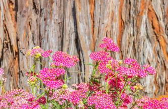 Stylish 3BR Retreat Close to Coast & Wineries - Foto 68