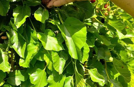 La Dimora dei Gelsi - Foto 18