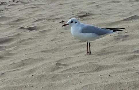 Appart de rêve à Saint-Aygulf 2 min de la mer 6 pers - Foto 20