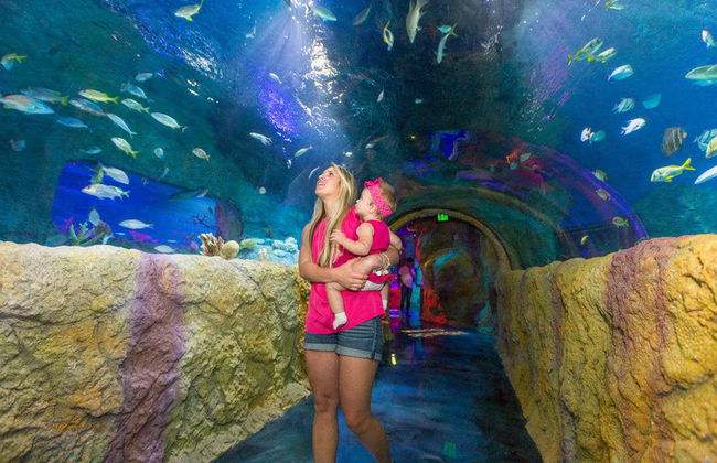 Billet pour SEA LIFE® Orlando - Photo 6