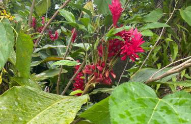 Chácara Gomes - Caiubura - Bertioga - Foto 54