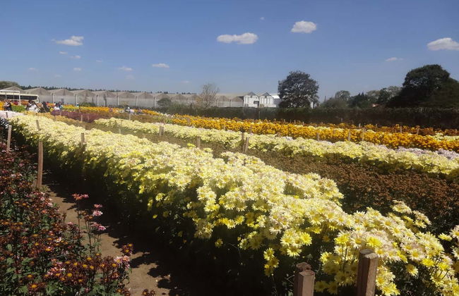 Escursione a Holambra - Foto 4