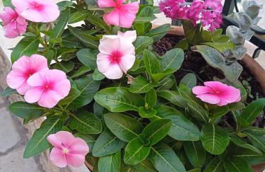 La casa di Bella a tradional stone house with barbecue - Photo 65