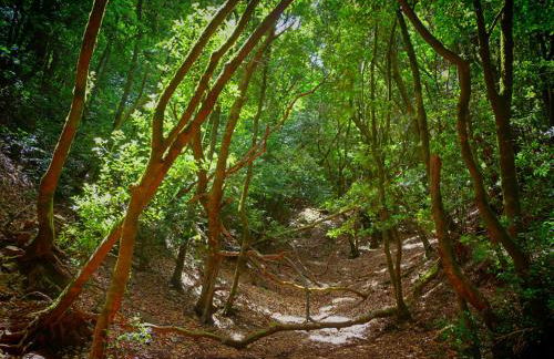 NEW VIP piscina y gimnasio - Foto 48