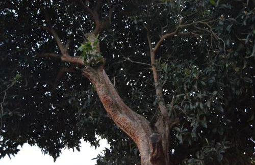 O Prado do Forno - Foto 8