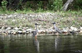 Caddo Cabin on Collier Creek - Foto 35