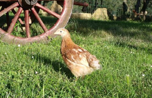 Agriturismo IL VIAIO - Foto 100