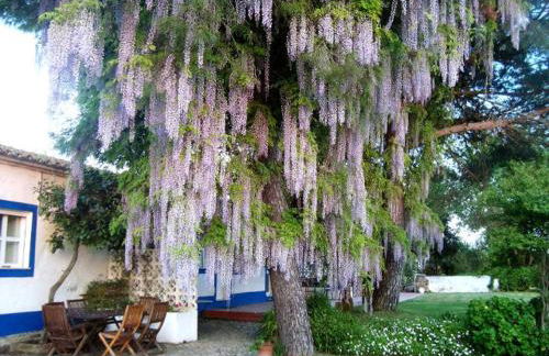 Monte Da Serralheira Agro Turismo - Foto 50
